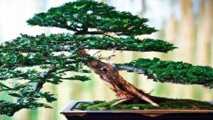 Ile kosztuje prawdziwe drzewko bonsai?